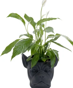 Doniczki I Osłonki*KARE Design Doniczka Bulldog 33x38 Cm Czarna