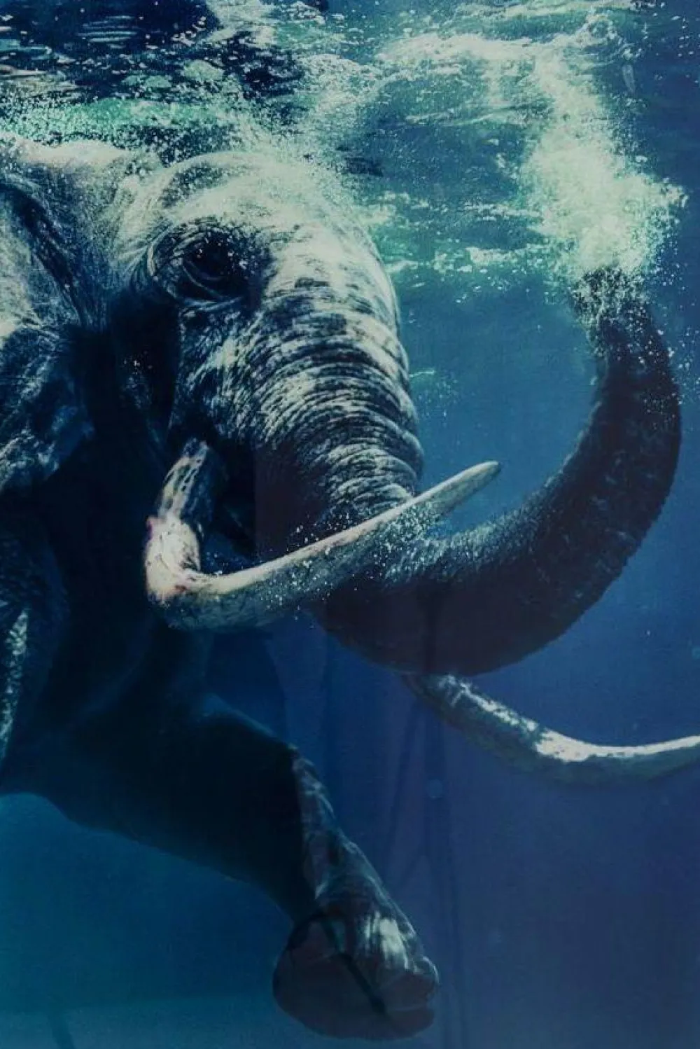 Obrazy*KARE Design Obraz Glass Swimming Elephant 180x120 Cm Kolorowy