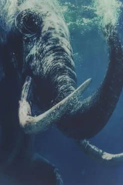 Obrazy*KARE Design Obraz Glass Swimming Elephant 180x120 Cm Kolorowy