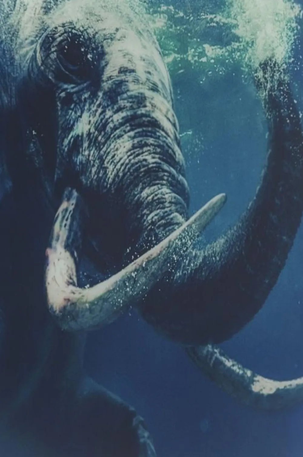 Obrazy*KARE Design Obraz Glass Swimming Elephant 180x120 Cm Kolorowy