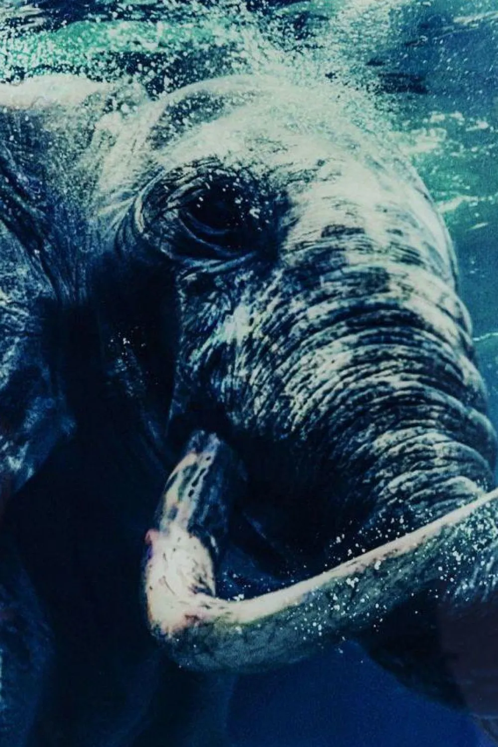 Obrazy*KARE Design Obraz Glass Swimming Elephant 180x120 Cm Kolorowy