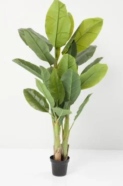 Rośliny Dekoracyjne*KARE Design Roślina Dekoracyjna Banana Tree 180 Cm