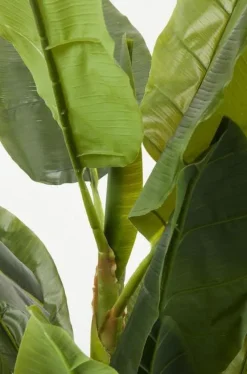 Rośliny Dekoracyjne*KARE Design Roślina Dekoracyjna Banana Tree 180 Cm