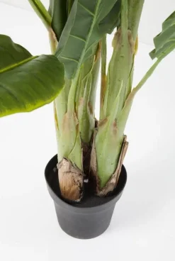 Rośliny Dekoracyjne*KARE Design Roślina Dekoracyjna Banana Tree 180 Cm