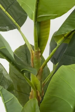 Rośliny Dekoracyjne*KARE Design Roślina Dekoracyjna Banana Tree 180 Cm