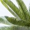 Rośliny Dekoracyjne*KARE Design Roślina Dekoracyjna Cycas Tree 40x78 Cm