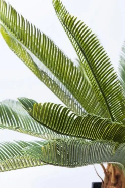 Rośliny Dekoracyjne*KARE Design Roślina Dekoracyjna Cycas Tree 40x78 Cm