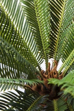 Rośliny Dekoracyjne*KARE Design Roślina Dekoracyjna Cycas Tree 40x78 Cm