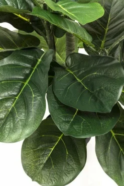 Rośliny Dekoracyjne*KARE Design Roślina Dekoracyjna Fiddle Leaf 120 Cm