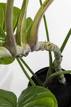 Rośliny Dekoracyjne*KARE Design Roślina Dekoracyjna Monstera 110 Cm