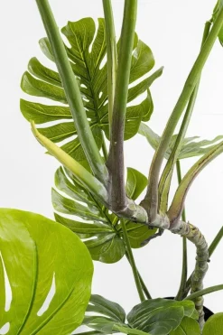 Rośliny Dekoracyjne*KARE Design Roślina Dekoracyjna Monstera 110 Cm