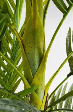 Rośliny Dekoracyjne*KARE Design Roślina Dekoracyjna Palm Tree 190 Cm