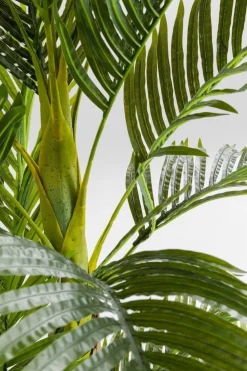 Rośliny Dekoracyjne*KARE Design Roślina Dekoracyjna Palm Tree 190 Cm