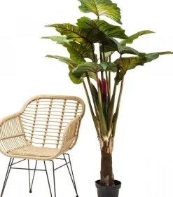 Rośliny Dekoracyjne*KARE Design Roślina Dekoracyjna Rainforest Red 170 Cm Kolorowa