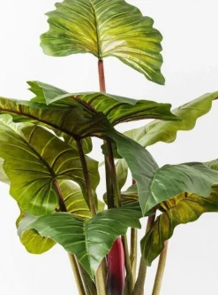 Rośliny Dekoracyjne*KARE Design Roślina Dekoracyjna Rainforest Red 170 Cm Kolorowa