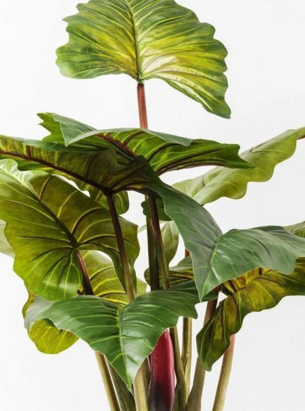 Rośliny Dekoracyjne*KARE Design Roślina Dekoracyjna Rainforest Red 170 Cm Kolorowa