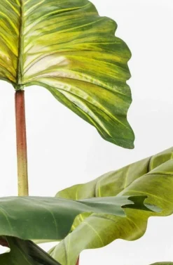 Rośliny Dekoracyjne*KARE Design Roślina Dekoracyjna Rainforest Red 170 Cm Kolorowa