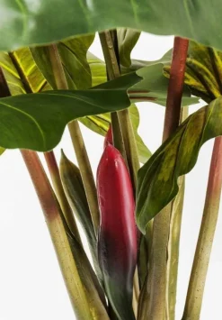 Rośliny Dekoracyjne*KARE Design Roślina Dekoracyjna Rainforest Red 170 Cm Kolorowa