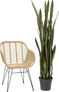 Rośliny Dekoracyjne*KARE Design Roślina Dekoracyjna Sansewieria 155 Cm