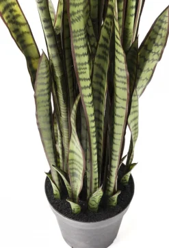 Rośliny Dekoracyjne*KARE Design Roślina Dekoracyjna Sansewieria 155 Cm