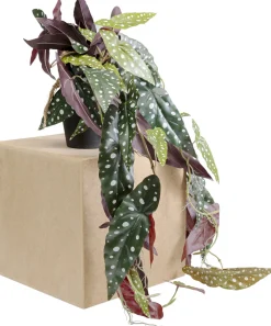 Rośliny Dekoracyjne*KARE Design Roślina Sztuczna Do Salonu Begonia 45 Cm