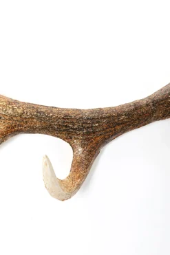 Wieszaki Ścienne*KARE Design Wieszak ścienny Stalowy Naturalny Poroże 35 Cm